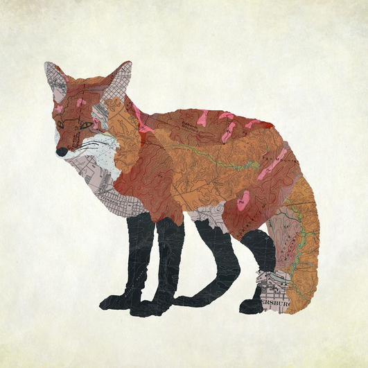 Virginia Red Fox